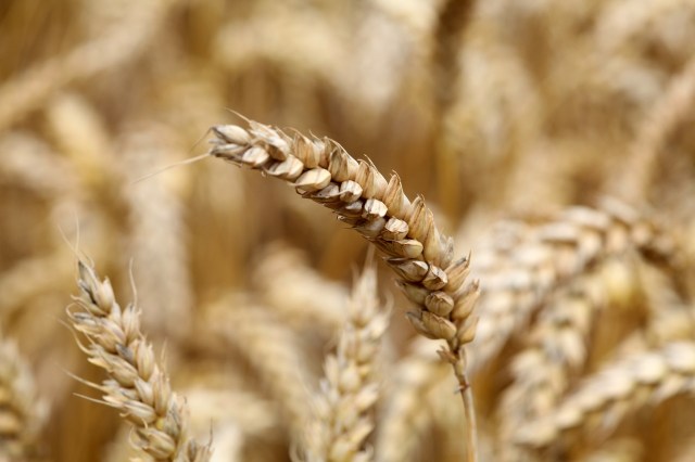 wheat-891554_1920