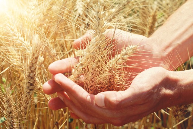 shutterstock_294511910