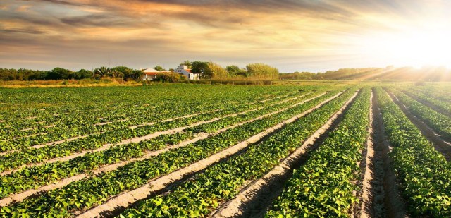 Tecnologia: pulverizador inteligente é desenvolvido