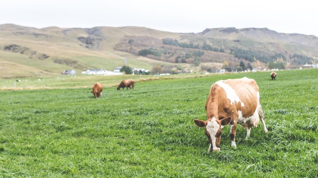 Estresse térmico no gado leiteiro: como evitar