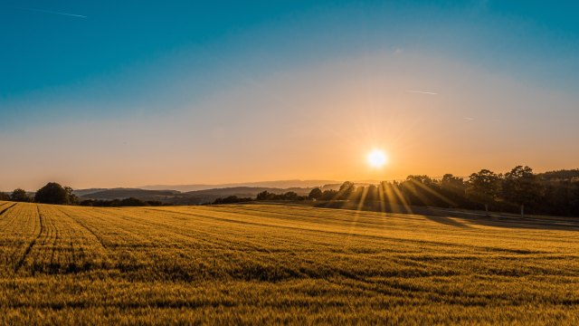 Tecnologia estuda como plantas podem resistir mais ao calor