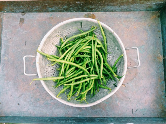 Canned green beans X Fresh green beans