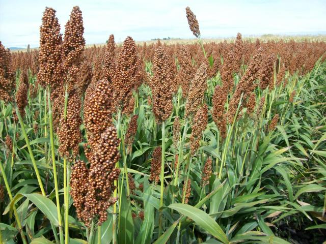 Sorgo: a nova tendência do mercado alimentício