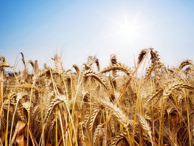 Com alta, trigo pode alterar o ganho do setor