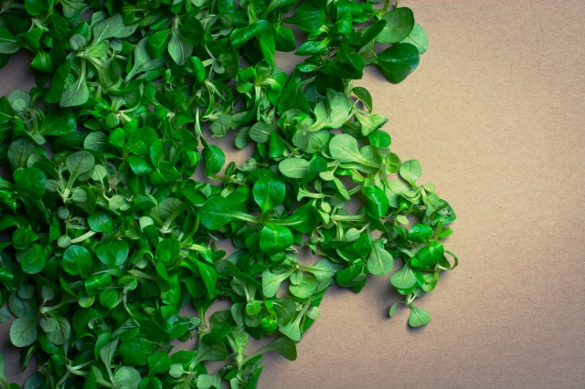 Vegetarianismo: uma dieta saudável é tão difícil de alcançar?