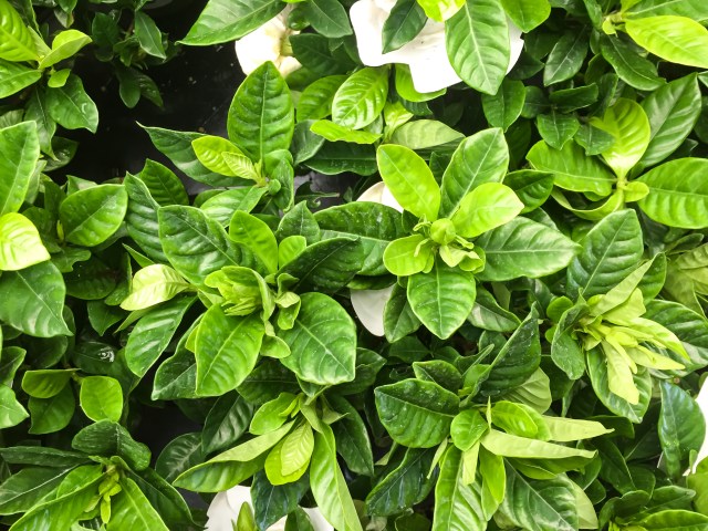 Cultivo de alimentos no deserto é mais um desafio que está sendo alcançado