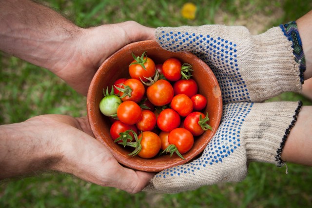 Pesquisadores conseguiram desenvolver tomate para ser cultivado no espaço