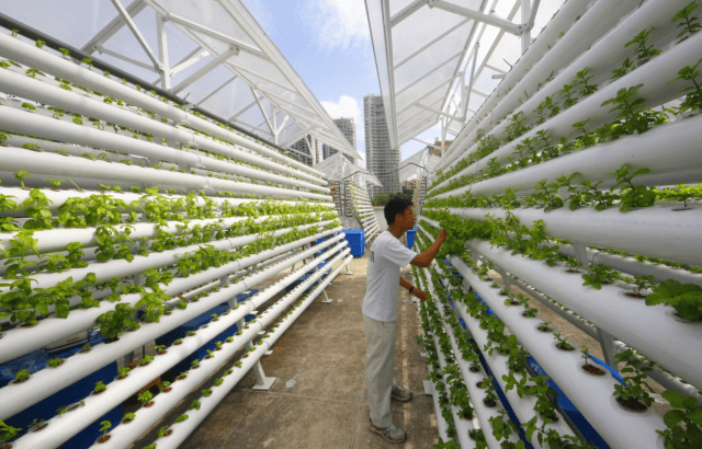 Fazendas verticais: tendência mundial chegado ao Brasil